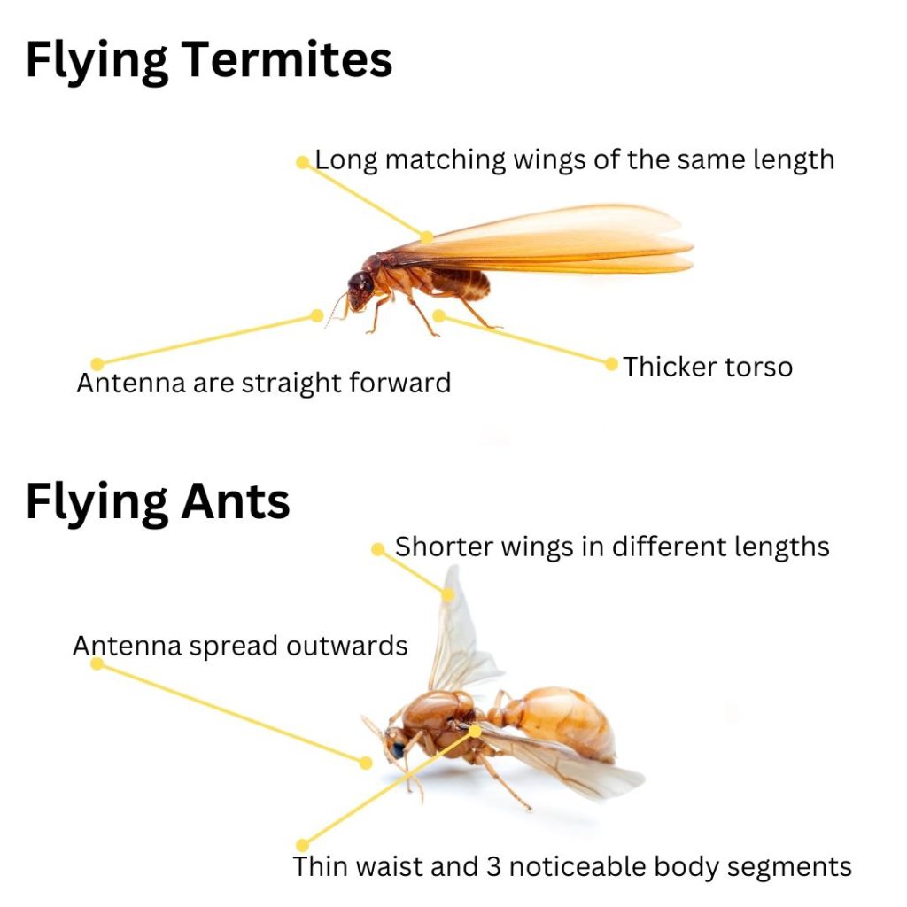 Flying Termites: Importance and How to Address Their Presence