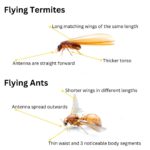 Flying Termites: Importance and How to Address Their Presence