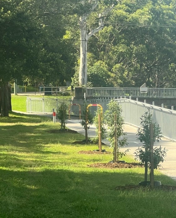 Tree Planting Initiative by Cardiff NSW Council