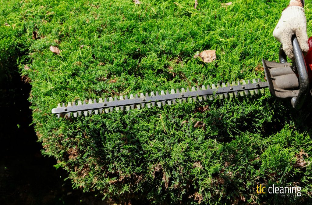 Hedge Trimming Best Practices in Queen Camel Gardens