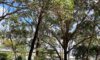 Trees Newcastle: Why Arborists Remove Them