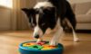 Border Collie Mental Stimulation Tips for Enhanced Engagement