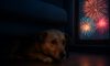 Firework Phobia Solutions for Pets: Effective Comforting Tips