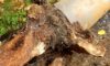 Tree Roots in Drains: Solutions for Wollongong’s Challenge
