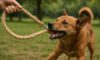 Hemp Leashes for Dogs: Strong and Durable Choices Available