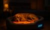 Temperature-Controlled Beds for Pets: Superior Comfort Options